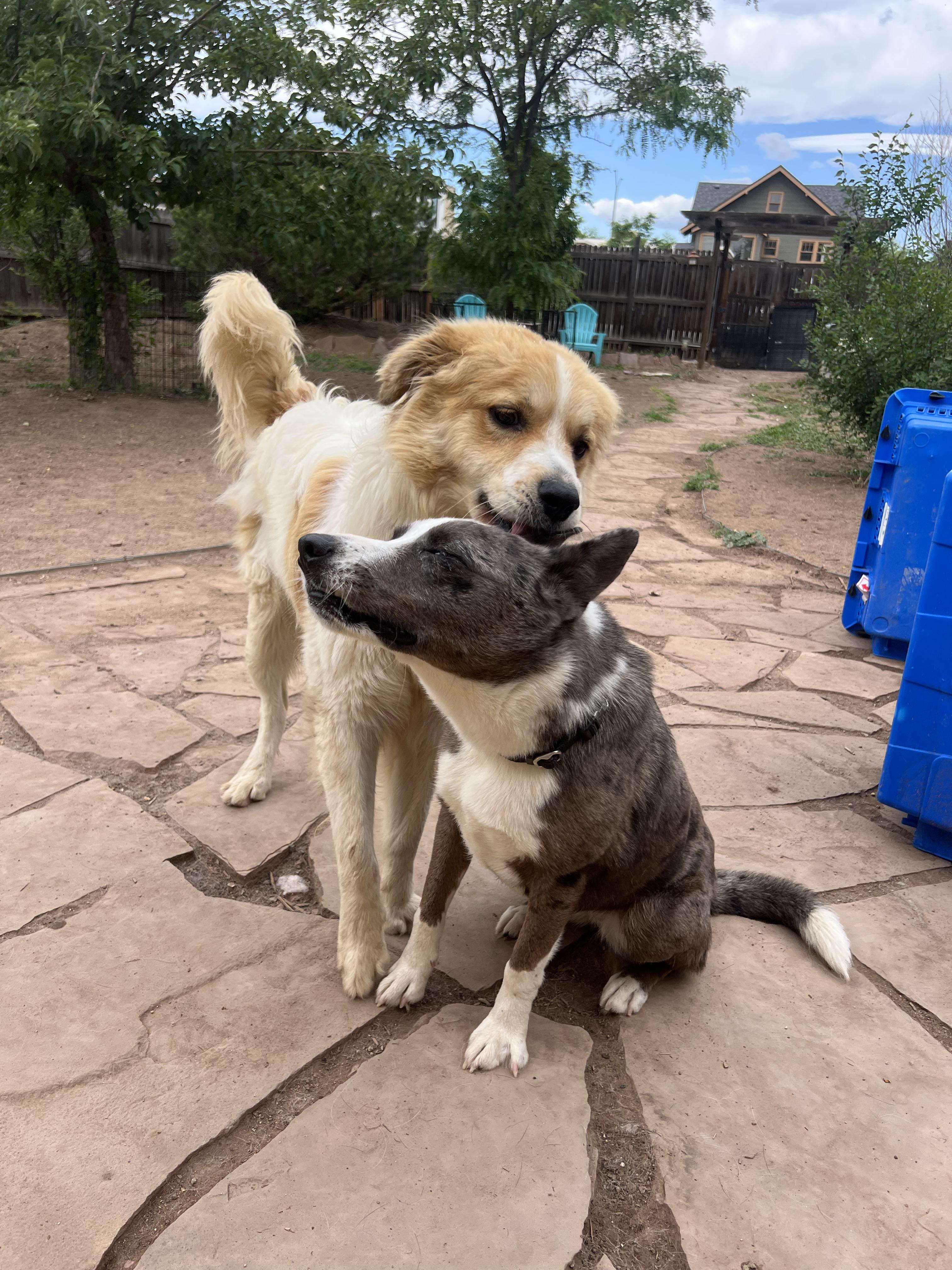Harper, an adopted mixed breed in Fort Collins, CO image 2/6