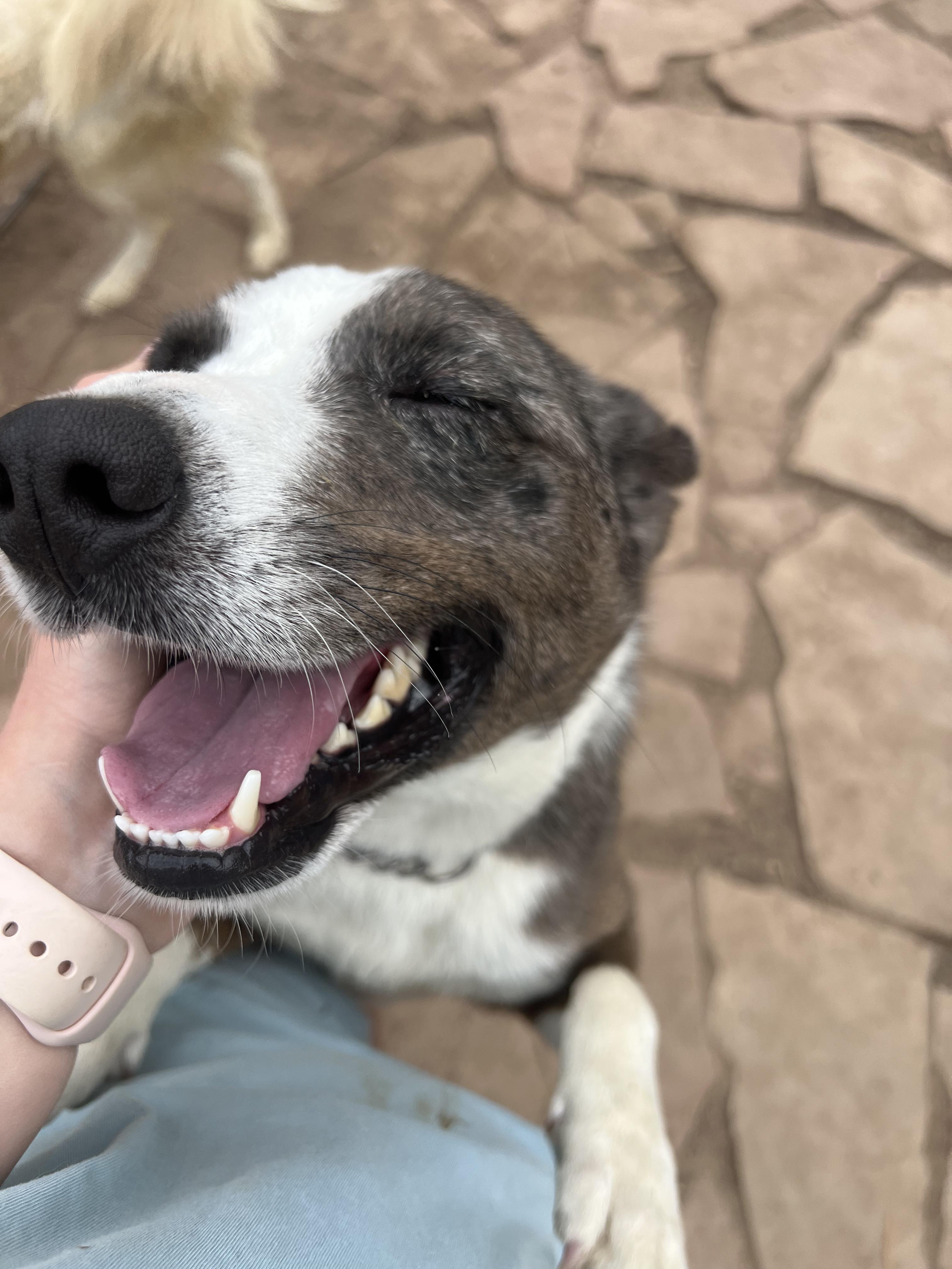 Harper, an adopted mixed breed in Fort Collins, CO image 3/6