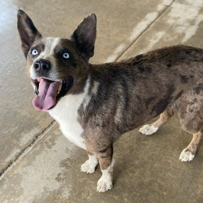 Harper, adopted, Adult Female Australian Cattle Dog / Blue Heeler & Border Collie.