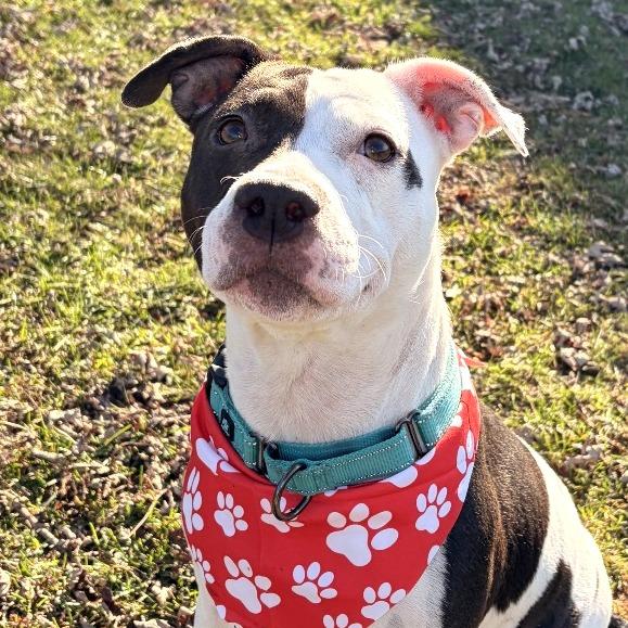 Enlarge Sweet Pea, a Adoptable Pit Bull Terrier in Johnson City, TN image 3/3