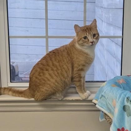 Enlarge Dennis, a ADOPTABLE Domestic Short Hair in Worcester, MA image 1/1