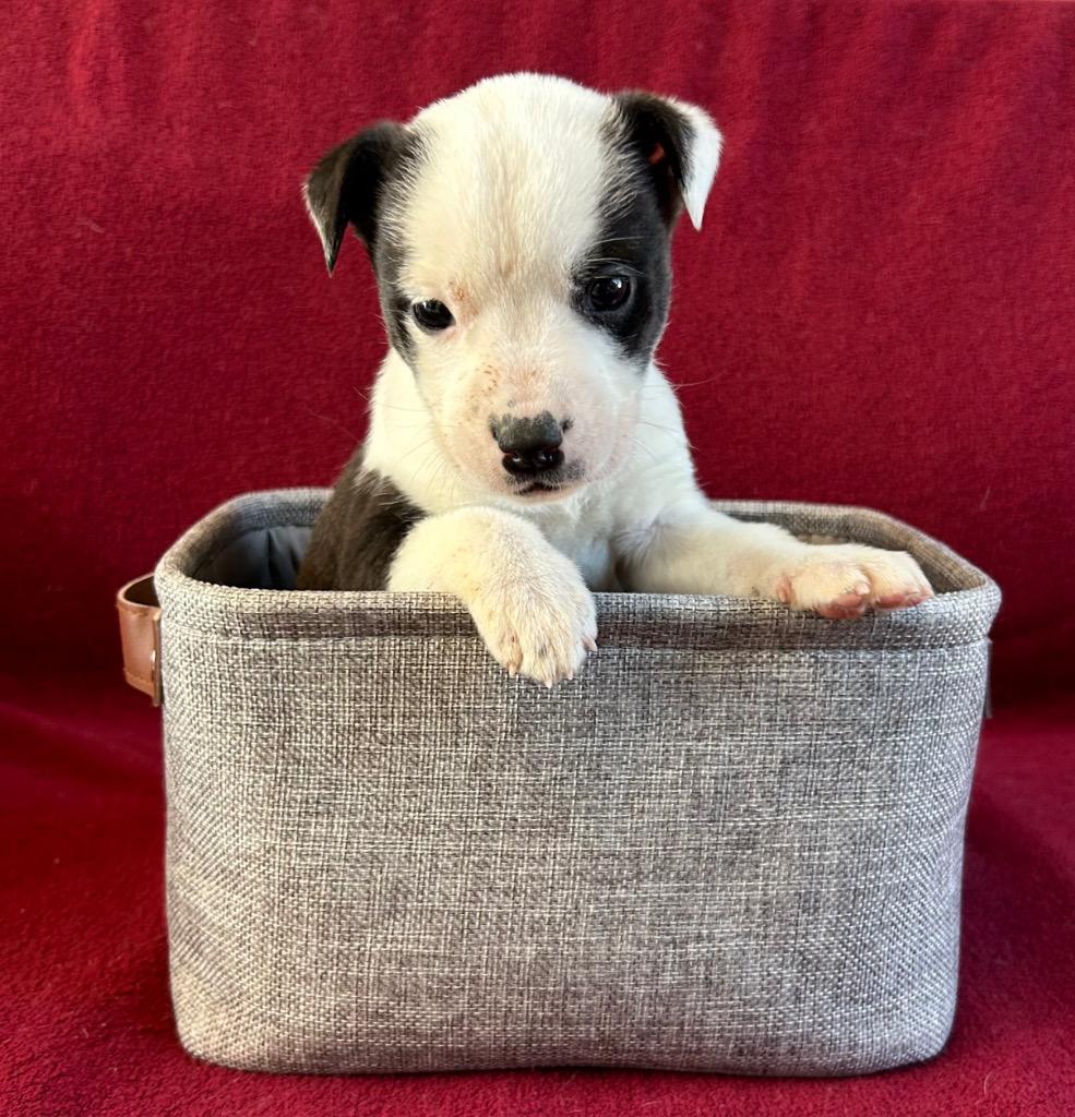 Mosaic, Adoptable, Puppy Female Chihuahua.