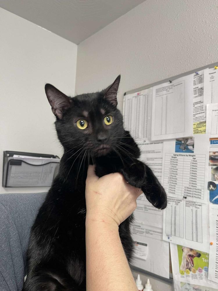 Sparrow — thumbnail 2