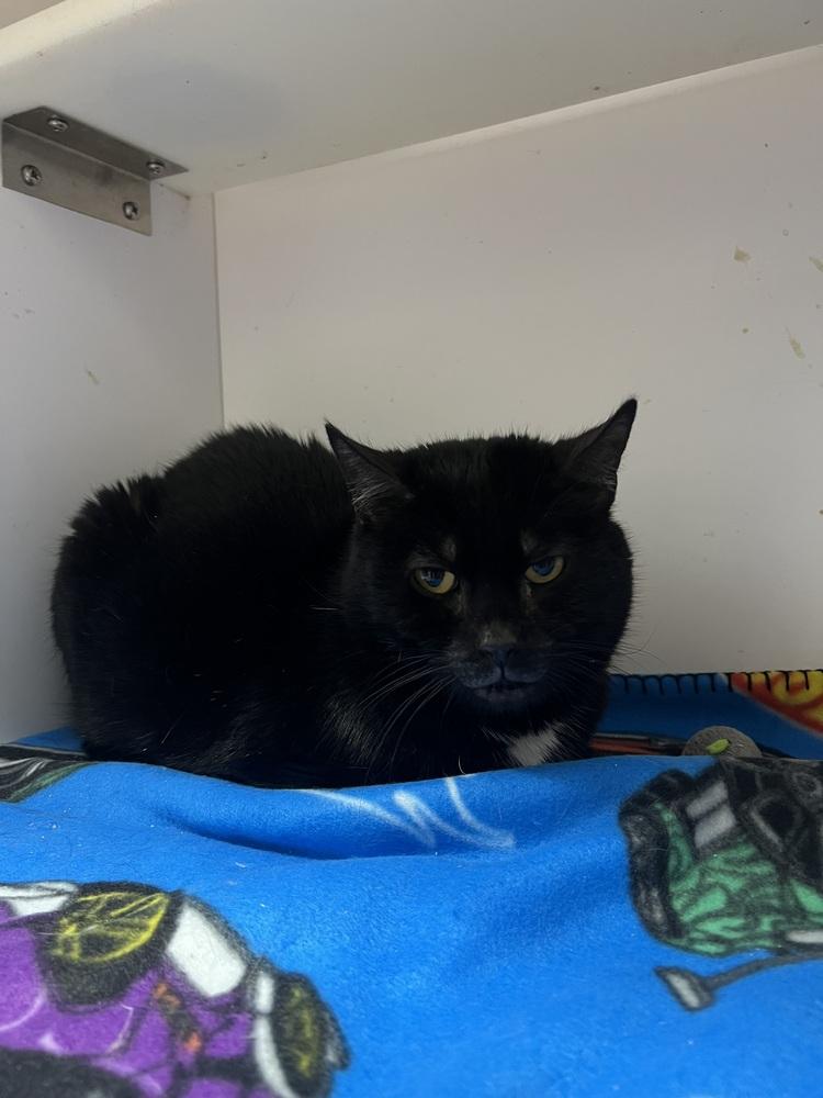 Sparrow — thumbnail 3