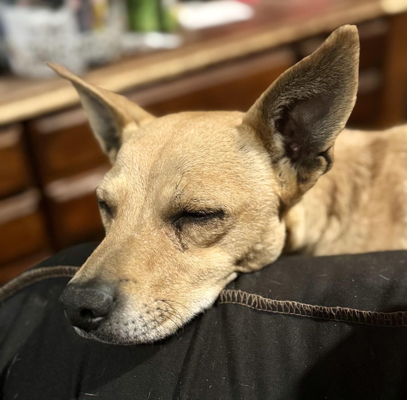 Enlarge Coco , a ADOPTABLE mixed breed in Pelham, NH image 3/7