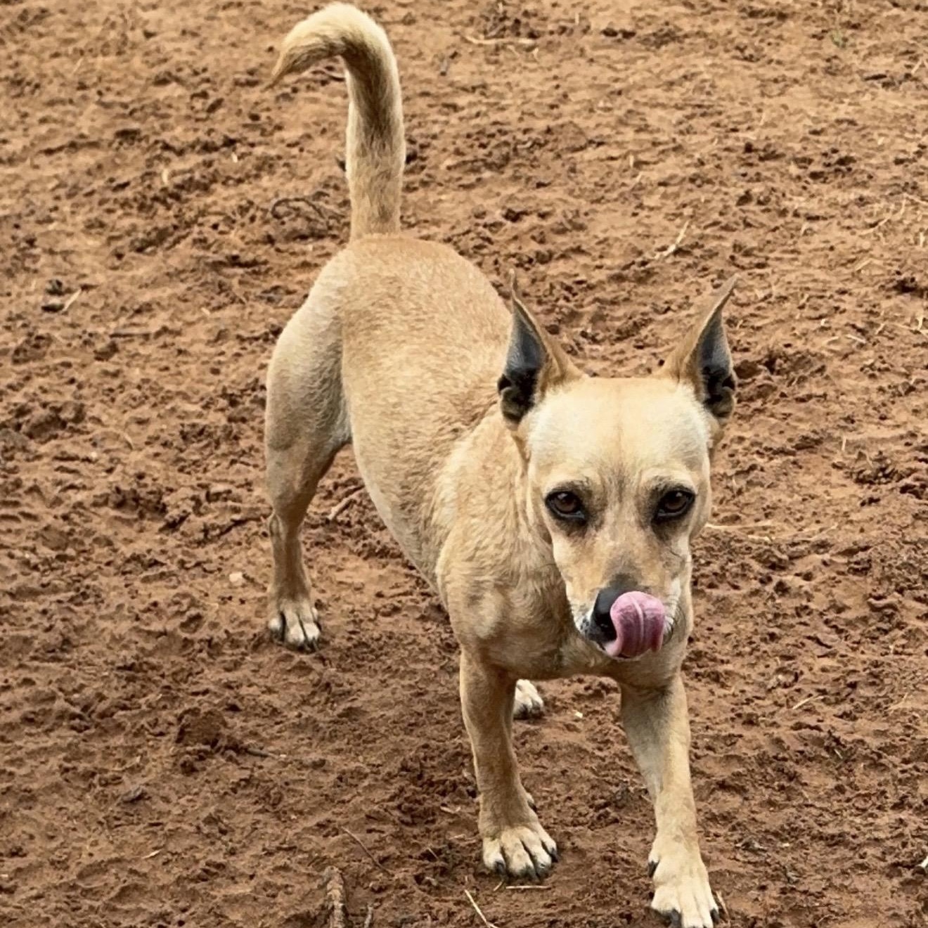 Coco , ADOPTABLE, Adult Female Chiweenie & Mixed Breed.