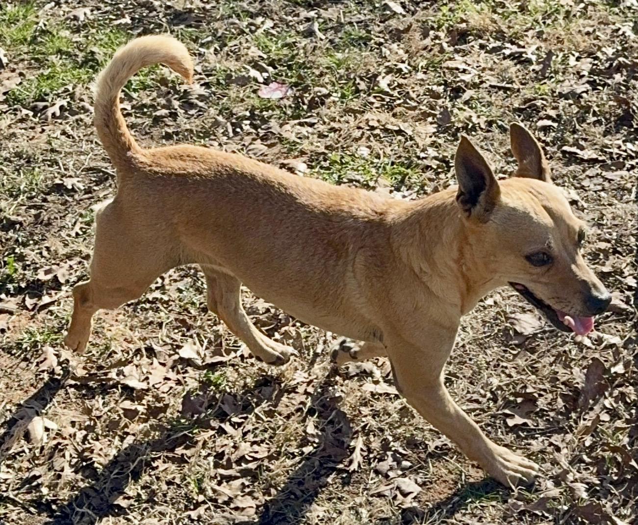 Enlarge Coco , a ADOPTABLE mixed breed in Pelham, NH image 4/7