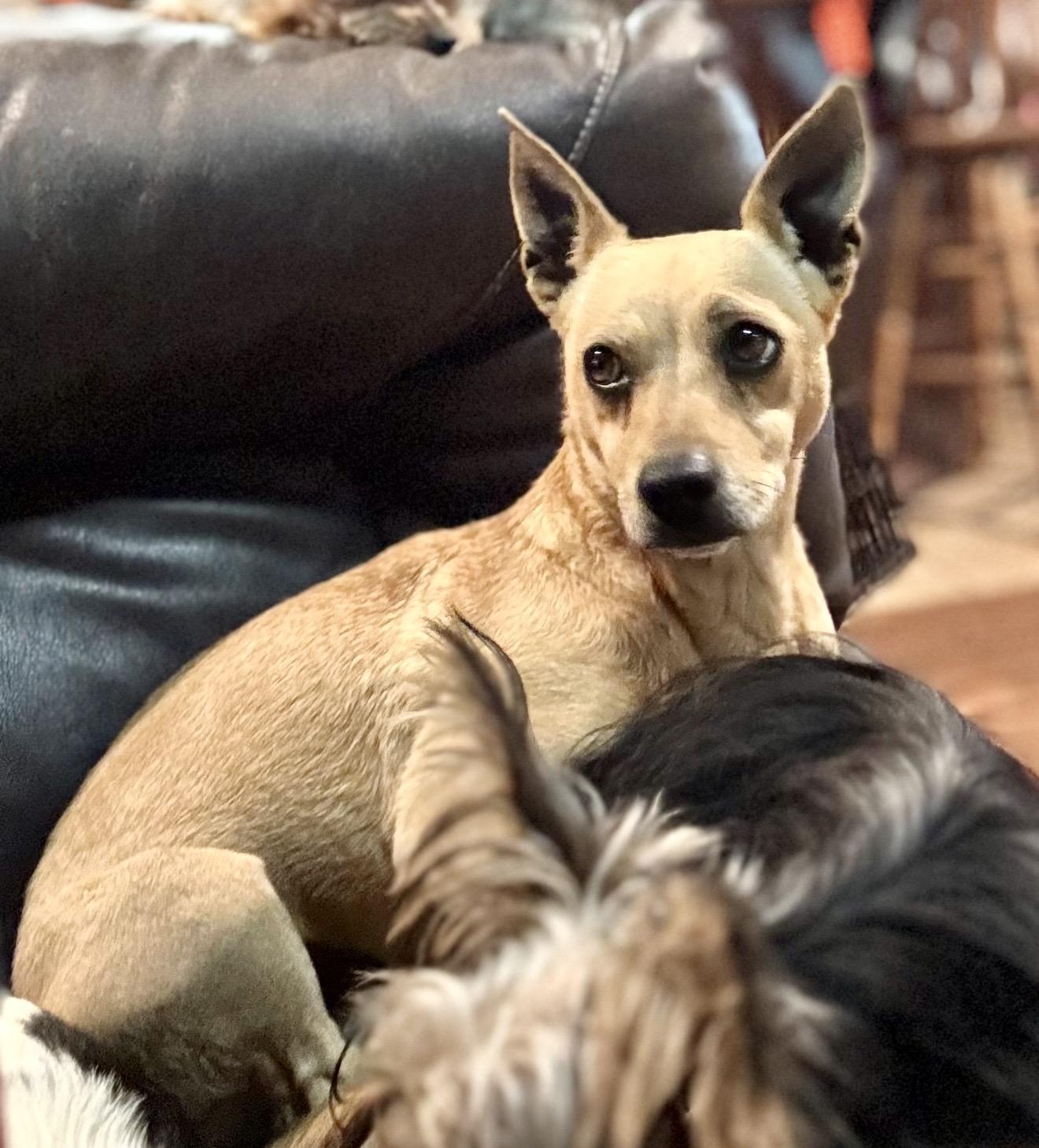 Enlarge Coco , a ADOPTABLE mixed breed in Pelham, NH image 2/7