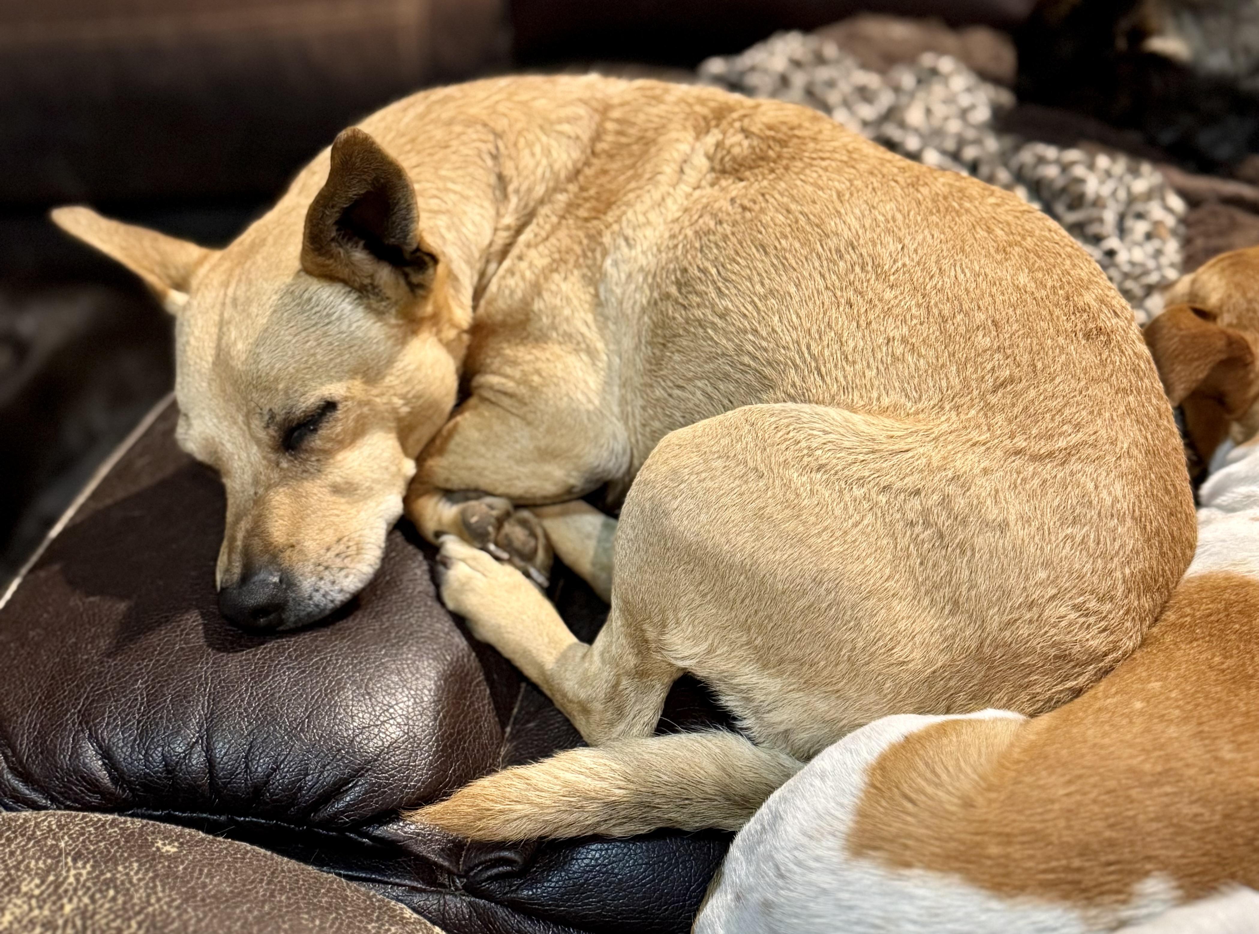 Enlarge Coco , a ADOPTABLE mixed breed in Pelham, NH image 6/7