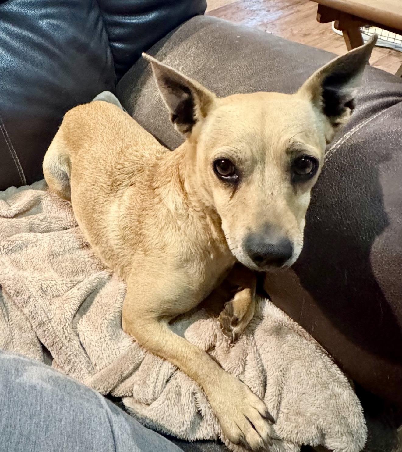 Enlarge Coco , a ADOPTABLE mixed breed in Pelham, NH image 7/7