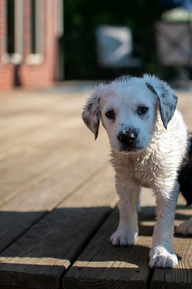 Bullseye, Adopted, Puppy Male Mixed Breed.