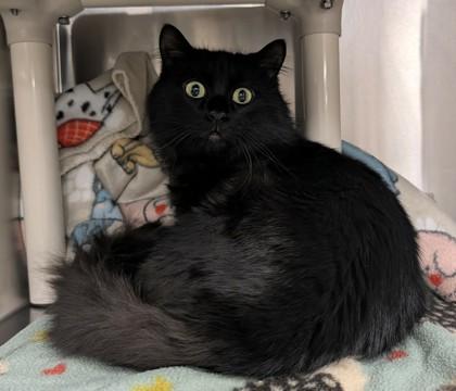 Morpheus, adopted, Young Male Domestic Medium Hair & Domestic Long Hair.