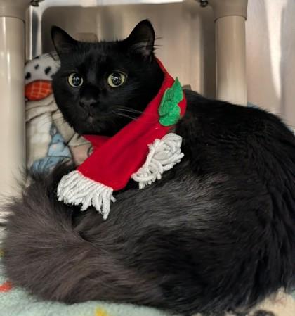 Enlarge Morpheus, an adopted mixed breed in Appleton, WI image 2/2