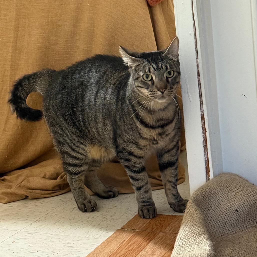 Enlarge Chase, a Adoptable Domestic Short Hair in Wahiawa, HI image 1/5