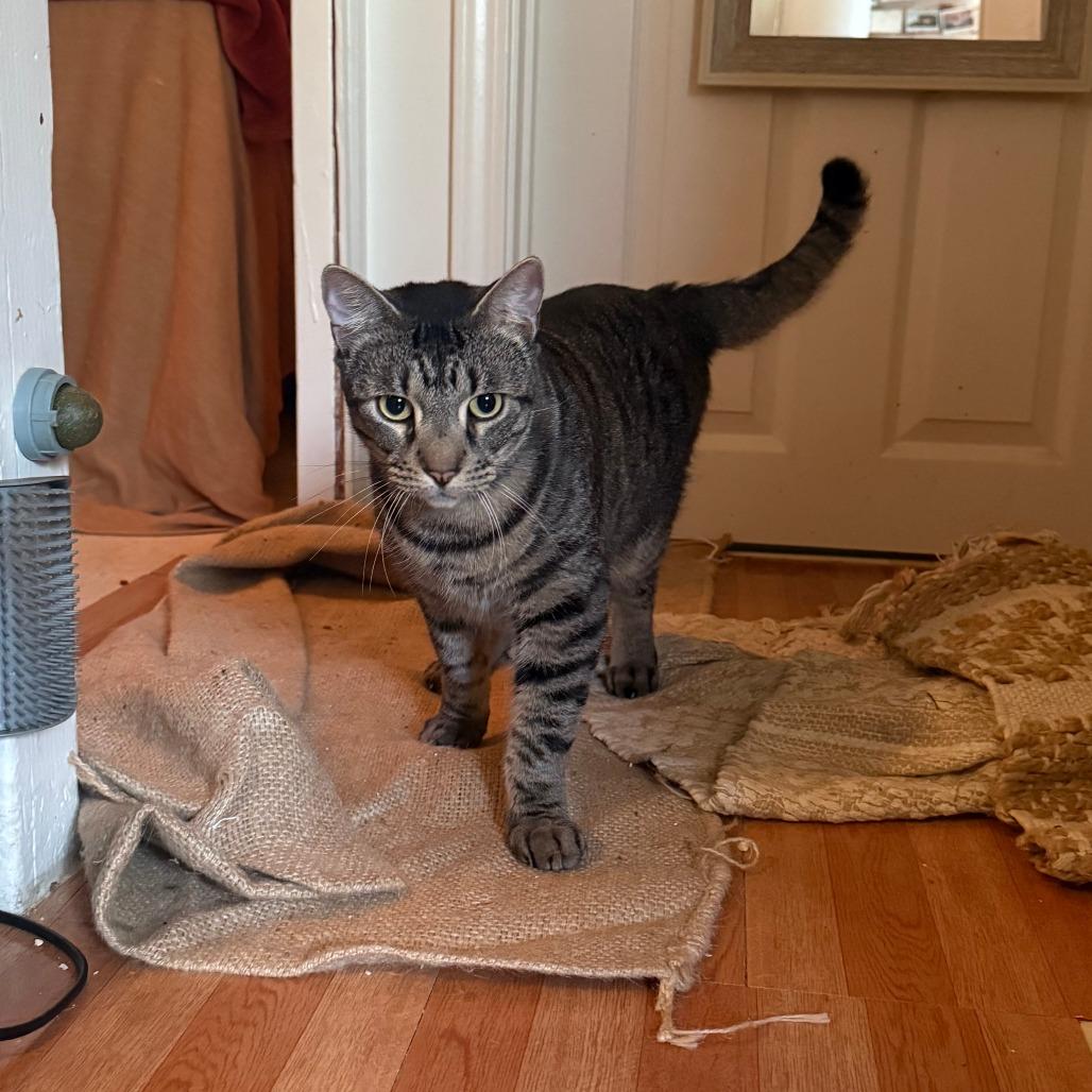 Enlarge Chase, a Adoptable Domestic Short Hair in Wahiawa, HI image 2/5