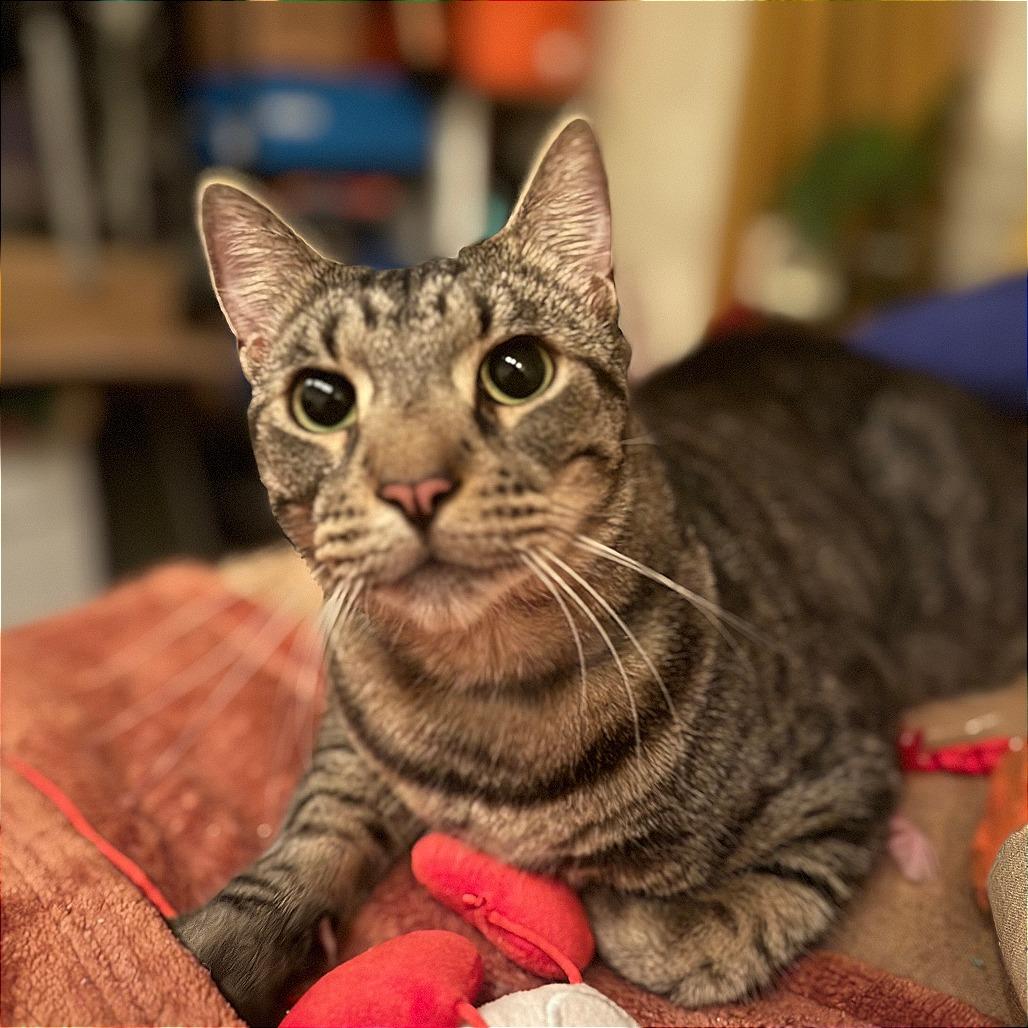 Enlarge Chase, a Adoptable Domestic Short Hair in Wahiawa, HI image 3/5