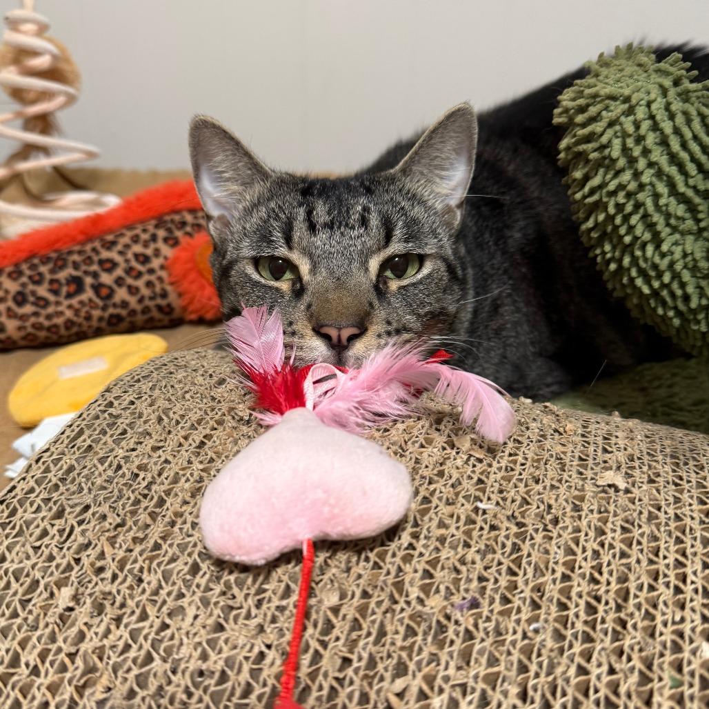 Enlarge Chase, a Adoptable Domestic Short Hair in Wahiawa, HI image 4/5