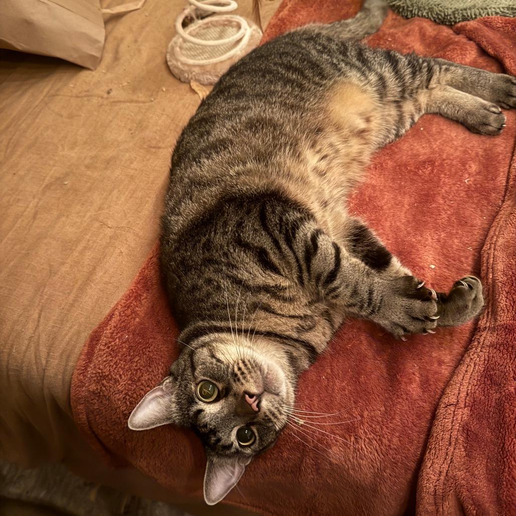 Enlarge Chase, a Adoptable Domestic Short Hair in Wahiawa, HI image 5/5