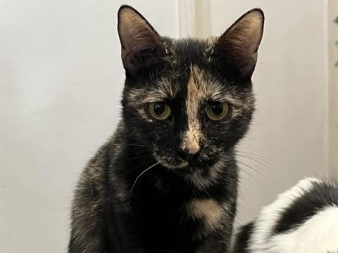 Enlarge HAZEL, a Adoptable Domestic Short Hair in Palo Alto, CA image 1/1