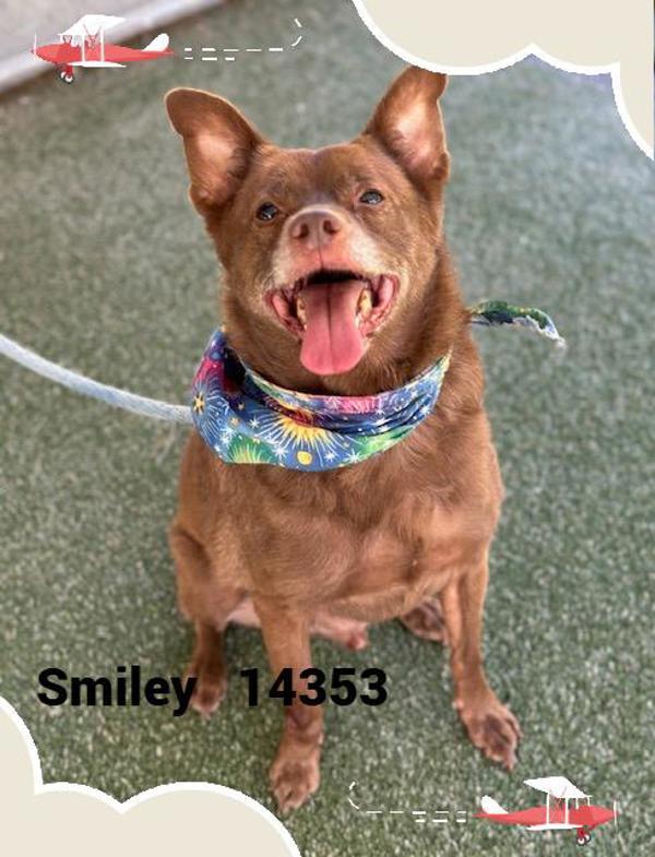Smiley (879), a Adoptable mixed breed in Marietta, GA image 1/2