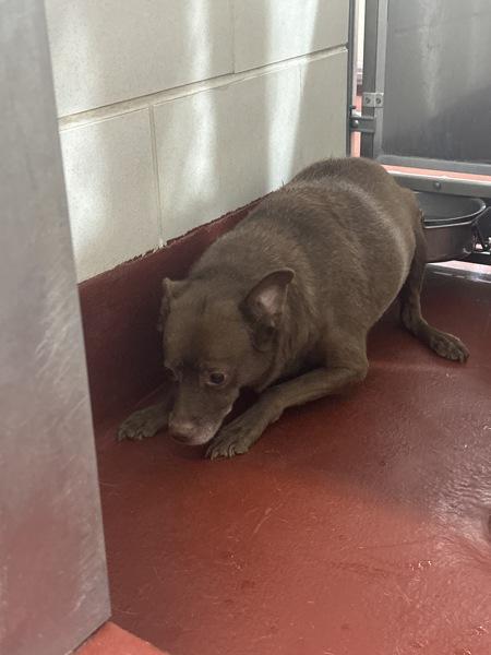 Smiley (879), a Adoptable mixed breed in Marietta, GA image 2/2