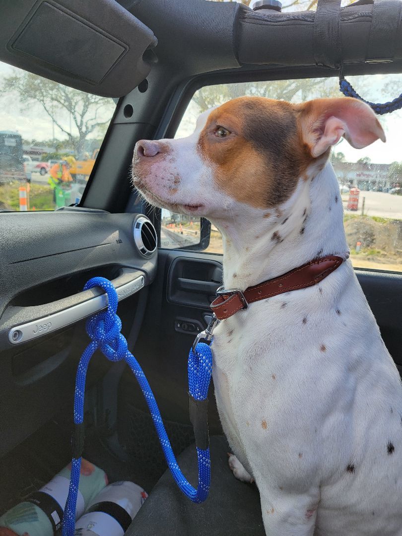 Enlarge Houdini, a Adoptable mixed breed in St. Augustine, FL image 1/3