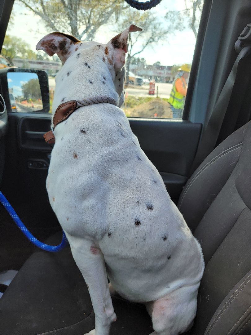 Enlarge Houdini, a Adoptable mixed breed in St. Augustine, FL image 2/3