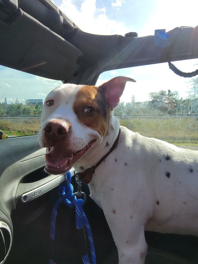 Enlarge Houdini, a Adoptable mixed breed in St. Augustine, FL image 3/3