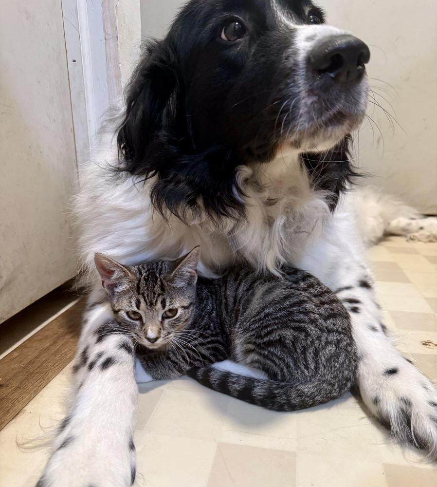 Enlarge Taquito, a Adoptable mixed breed in East Greenville, PA image 1/4
