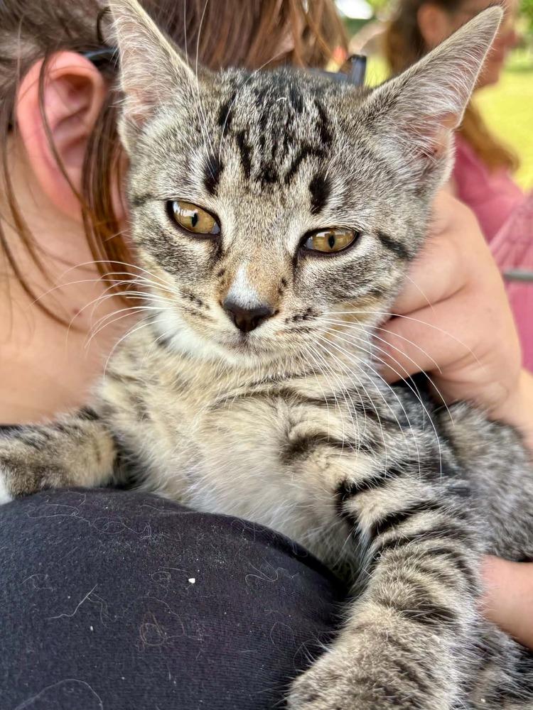 Enlarge Taquito, a Adoptable mixed breed in East Greenville, PA image 3/4
