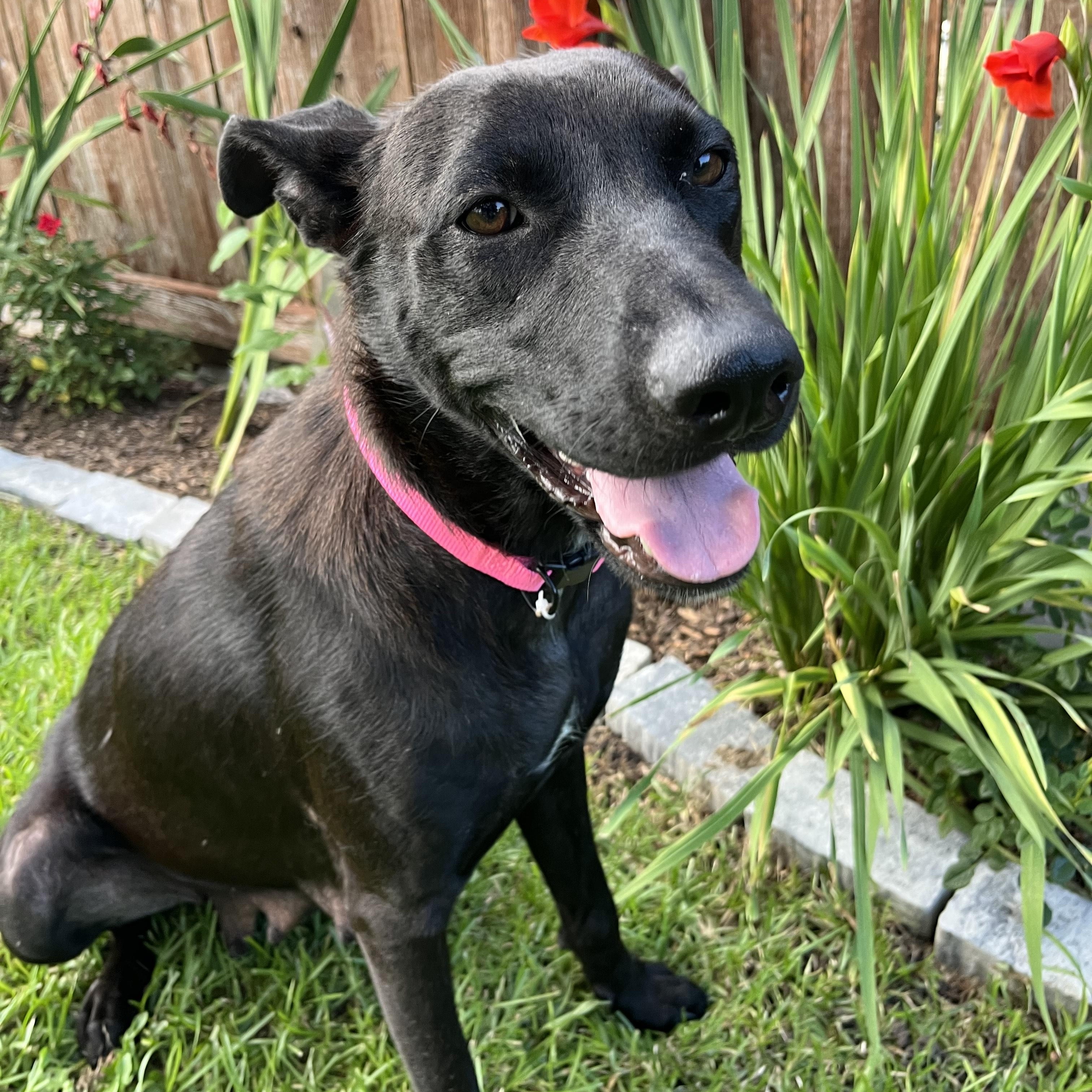 Courtesy Listing- Lucy, Adoptable, Young Female Mixed Breed.