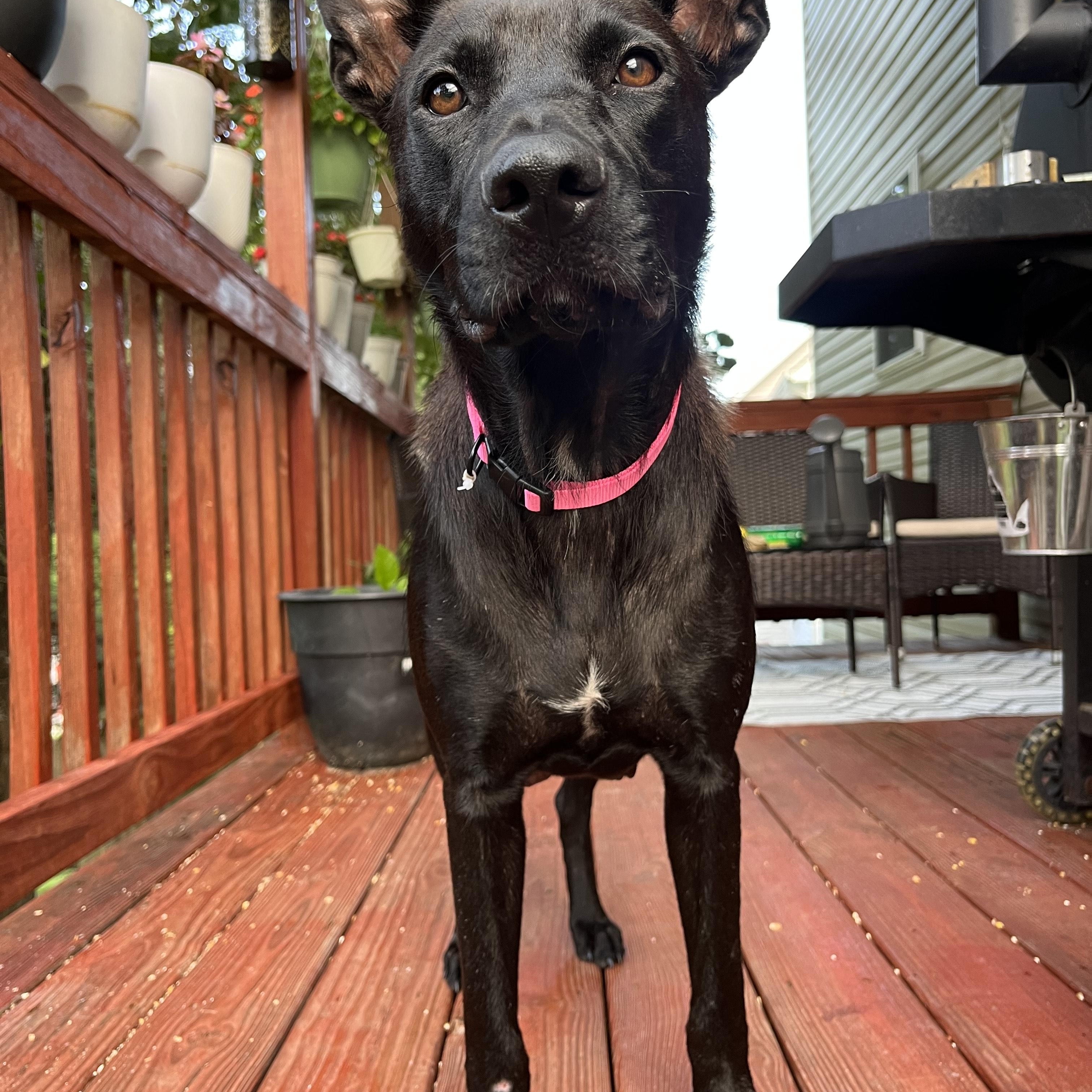 Courtesy Listing- Lucy, a Adoptable mixed breed in Carthage, NC image 2/2