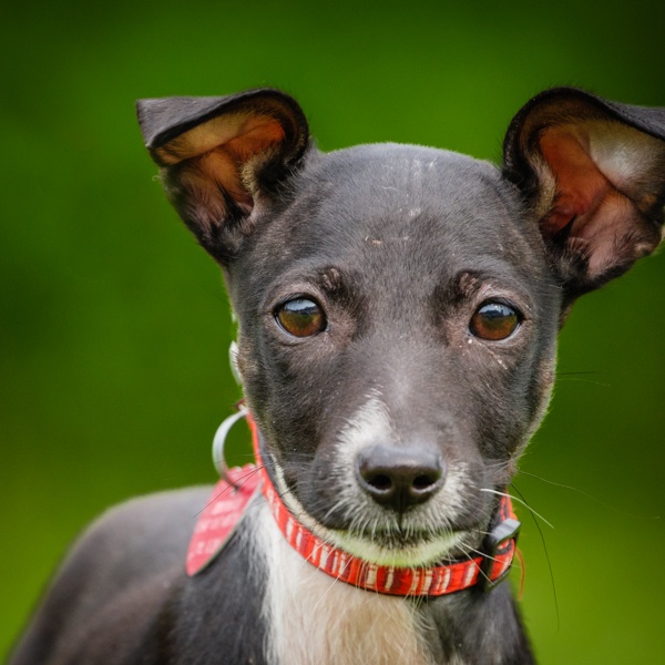 Dog for adoption Mika, a Mixed Breed in PointeFortune, QC Petfinder