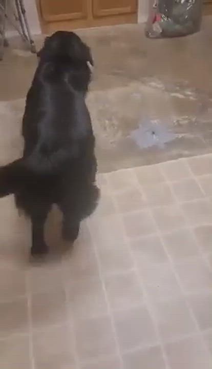 Enlarge Henrik, a Adopted mixed breed in RADFORD, VA video 3/6