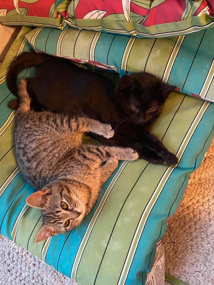 Enlarge Willow, a Adopted Domestic Short Hair in Clyde, NC image 4/5