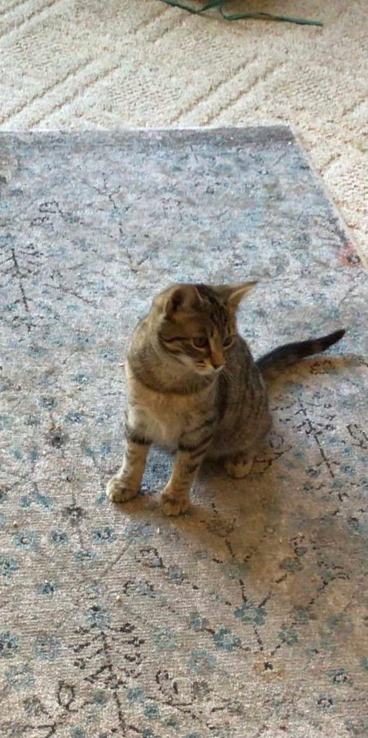 Enlarge Willow, a Adopted Domestic Short Hair in Clyde, NC image 5/5