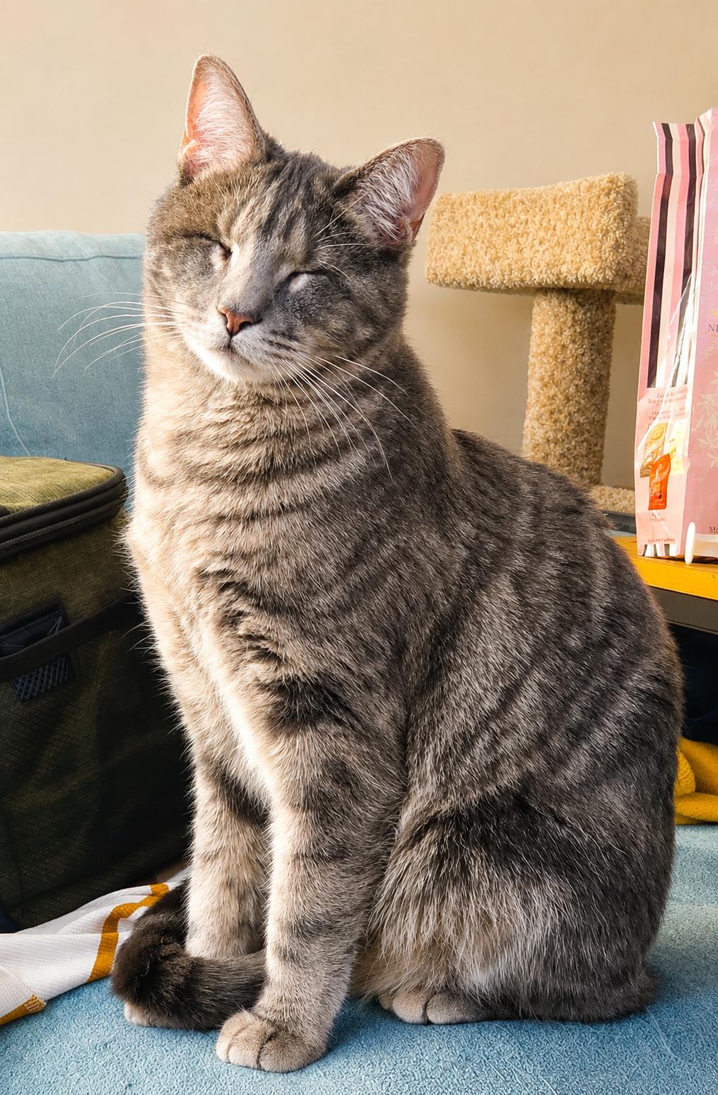 Enlarge Pirate, an adopted American Shorthair in Allentown, PA image 4/6