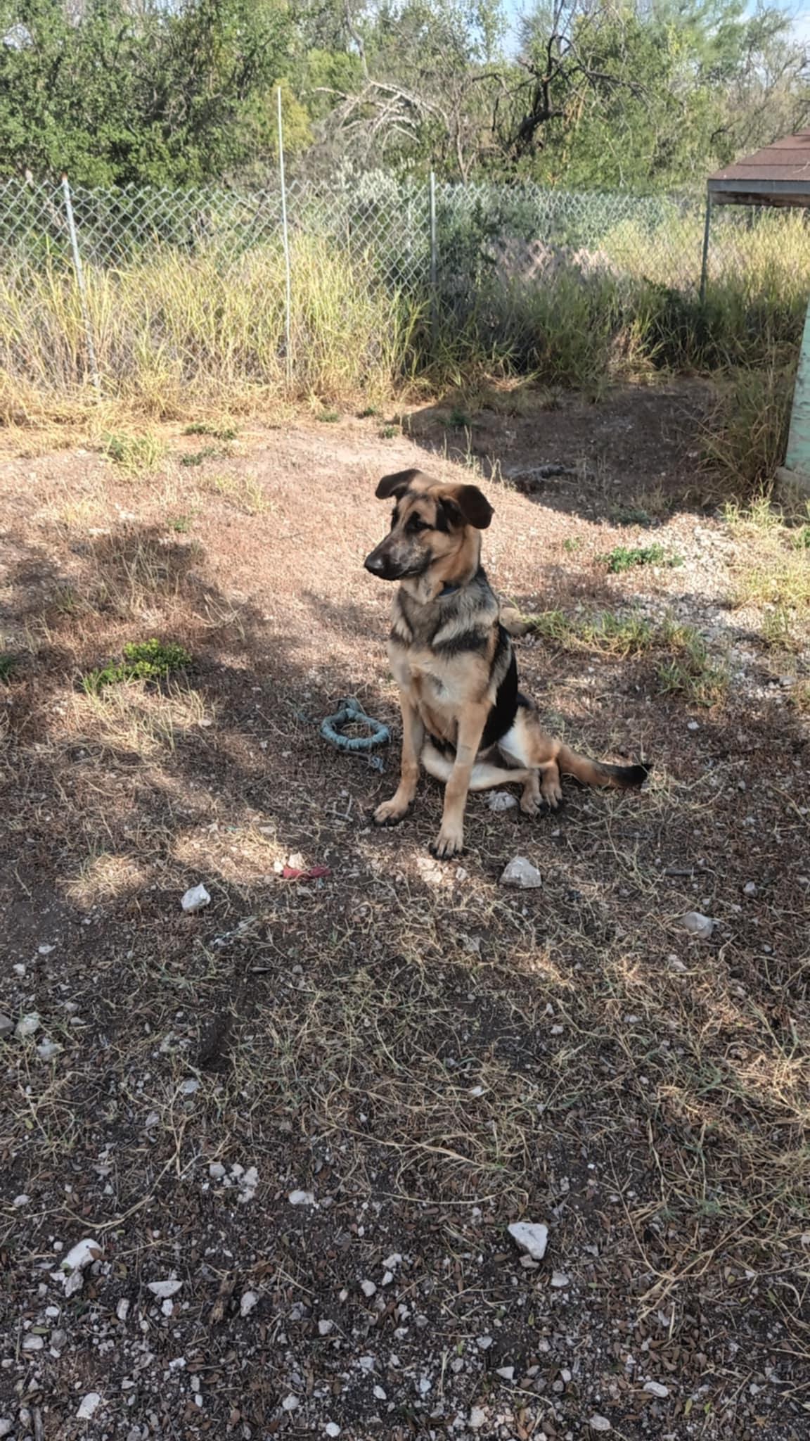 Lady **Courtesy Post. Out of town pet. See below for details**, a Adoptable German Shepherd Dog in Eagle, ID image 1/5