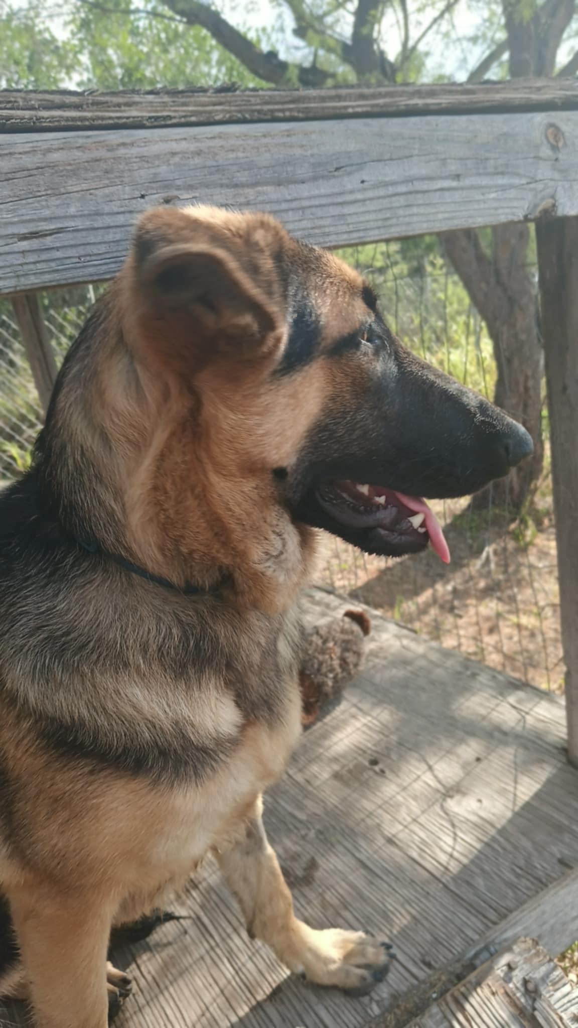 Lady **Courtesy Post. Out of town pet. See below for details**, Adoptable, Young Female German Shepherd Dog.