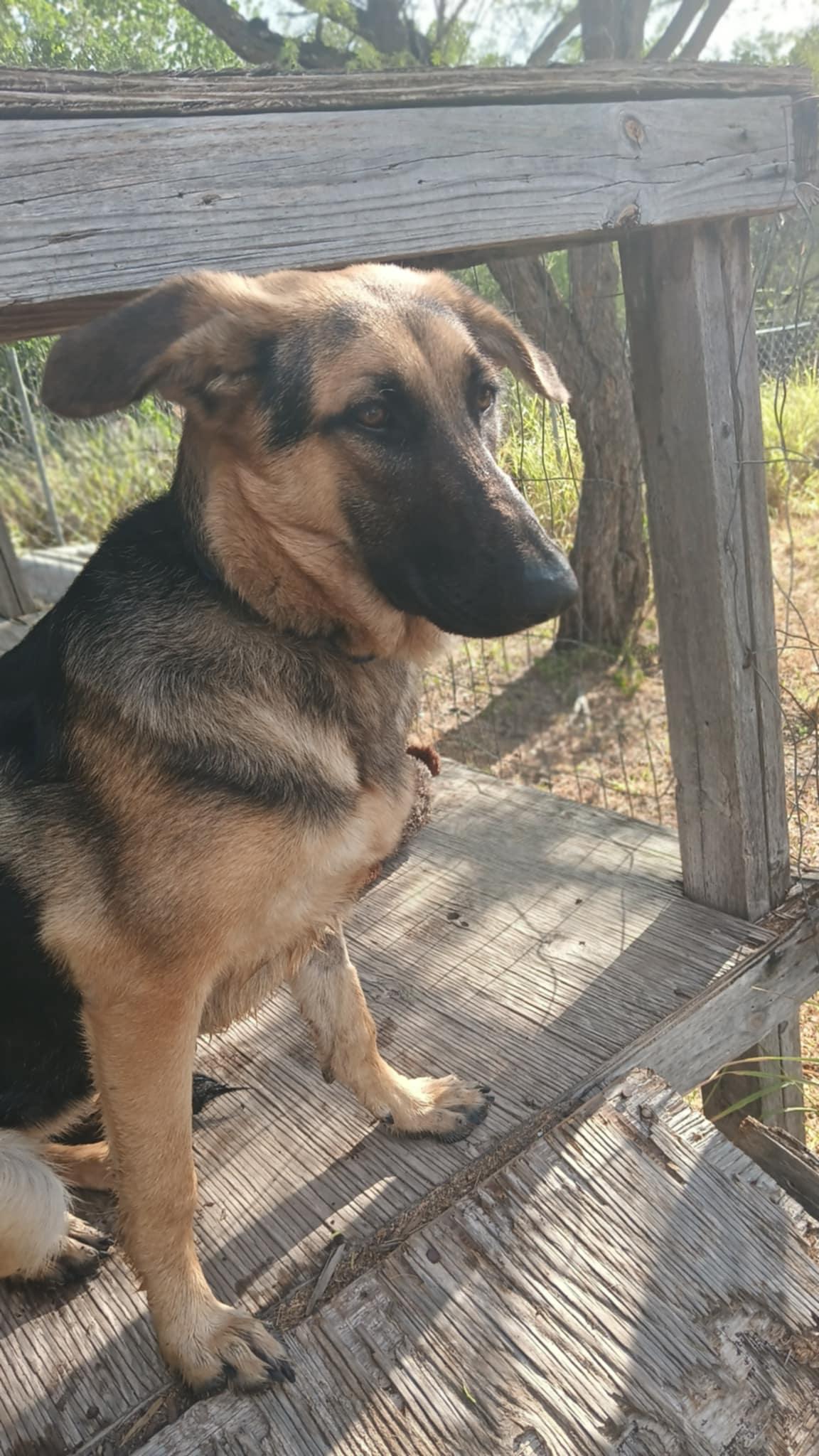 Lady **Courtesy Post. Out of town pet. See below for details**, a Adoptable German Shepherd Dog in Eagle, ID image 3/5