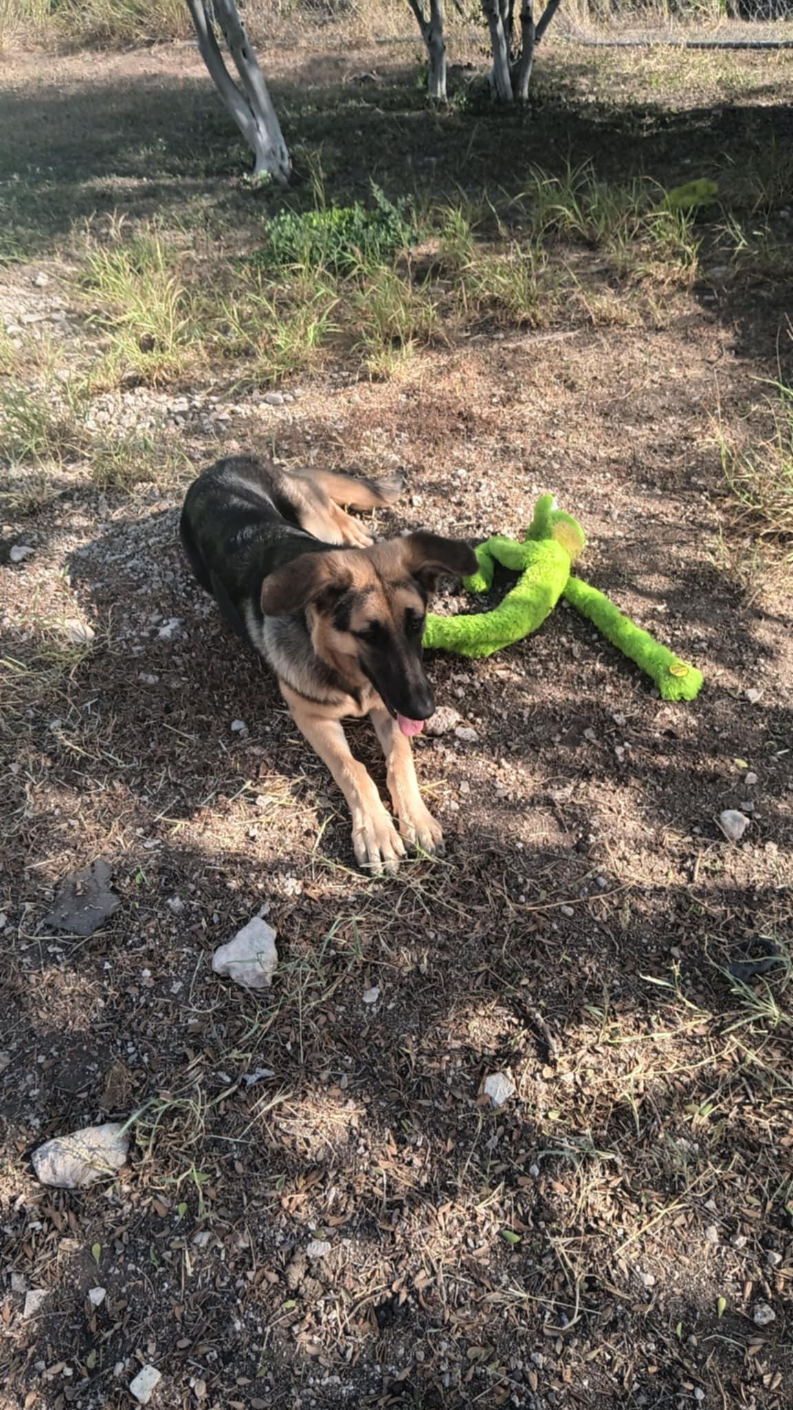 Lady **Courtesy Post. Out of town pet. See below for details**, a Adoptable German Shepherd Dog in Eagle, ID image 4/5