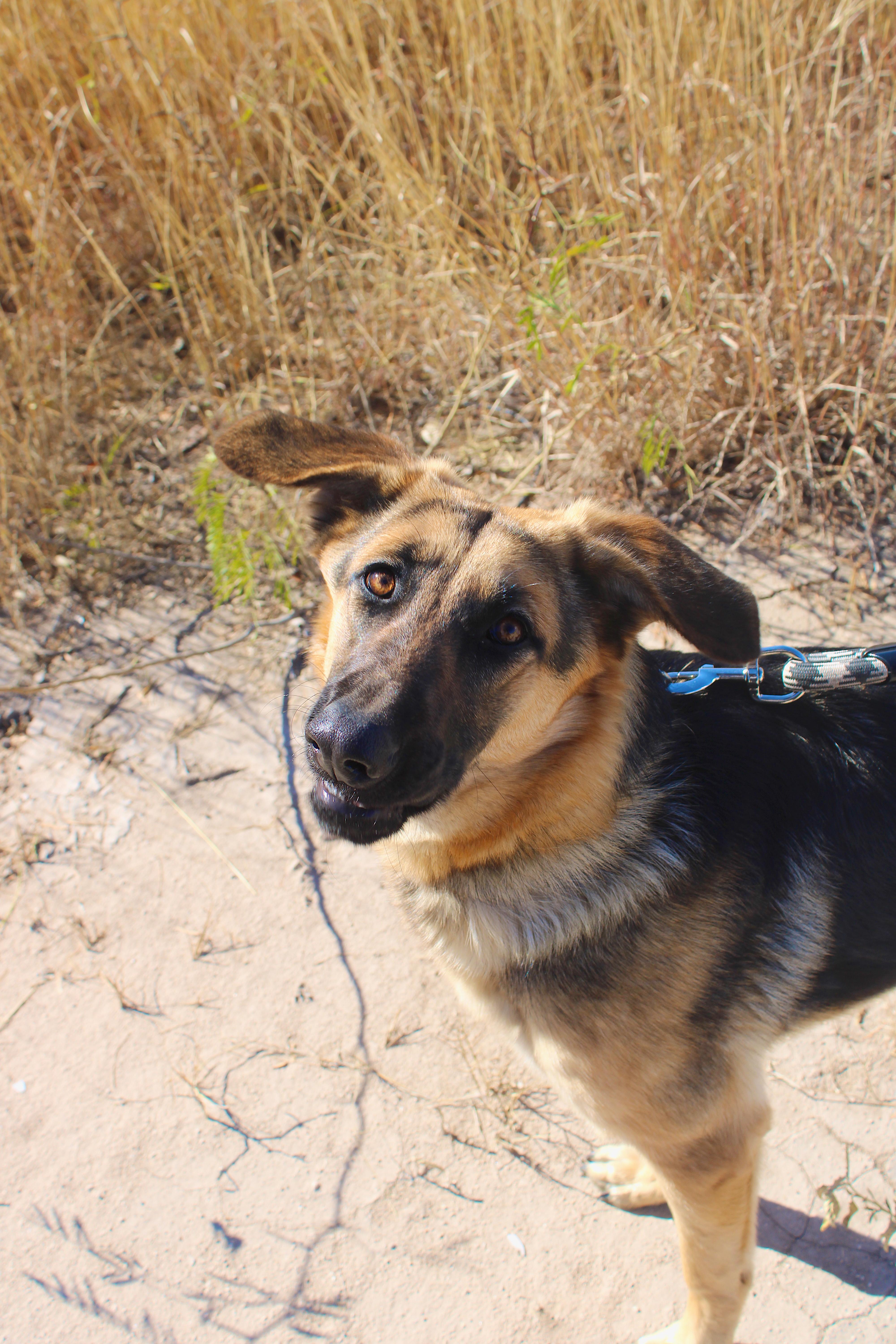 Lady **Courtesy Post. Out of town pet. See below for details**, a Adoptable German Shepherd Dog in Eagle, ID image 5/5