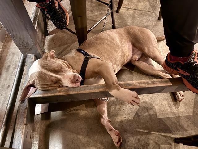 Enlarge YOGI, a Adoptable Pit Bull Terrier in Kent, WA image 1/1
