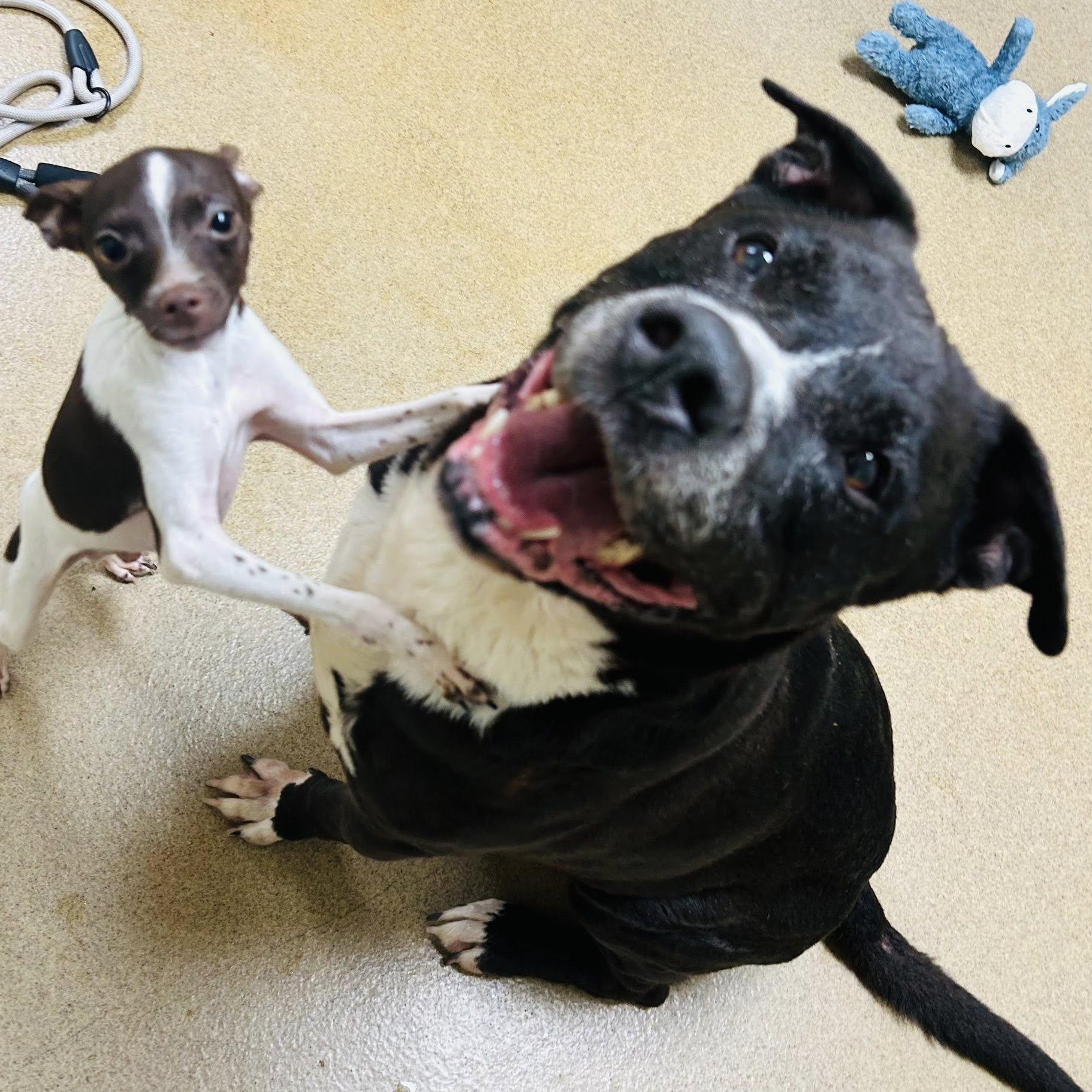 Enlarge Maximiliano, a Adoptable mixed breed in Myerstown, PA image 3/6