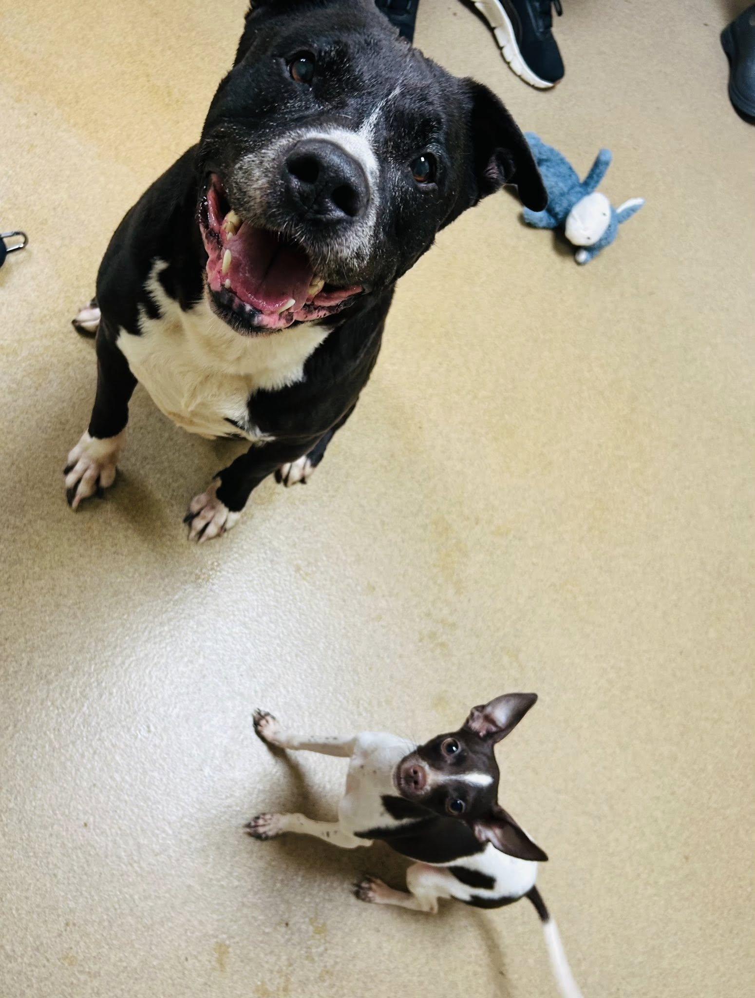 Enlarge Maximiliano, a Adoptable mixed breed in Myerstown, PA image 4/6