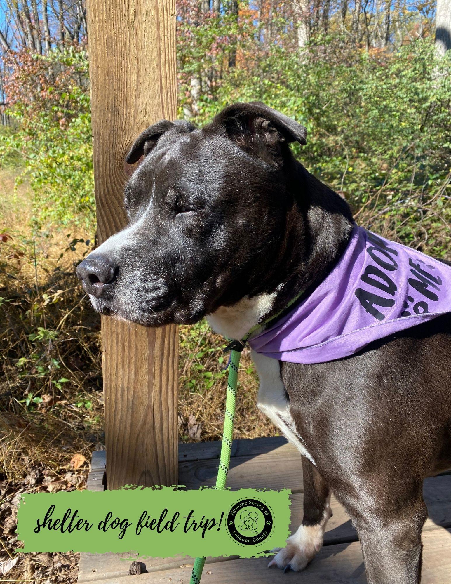 Enlarge Maximiliano, a Adoptable mixed breed in Myerstown, PA image 2/6