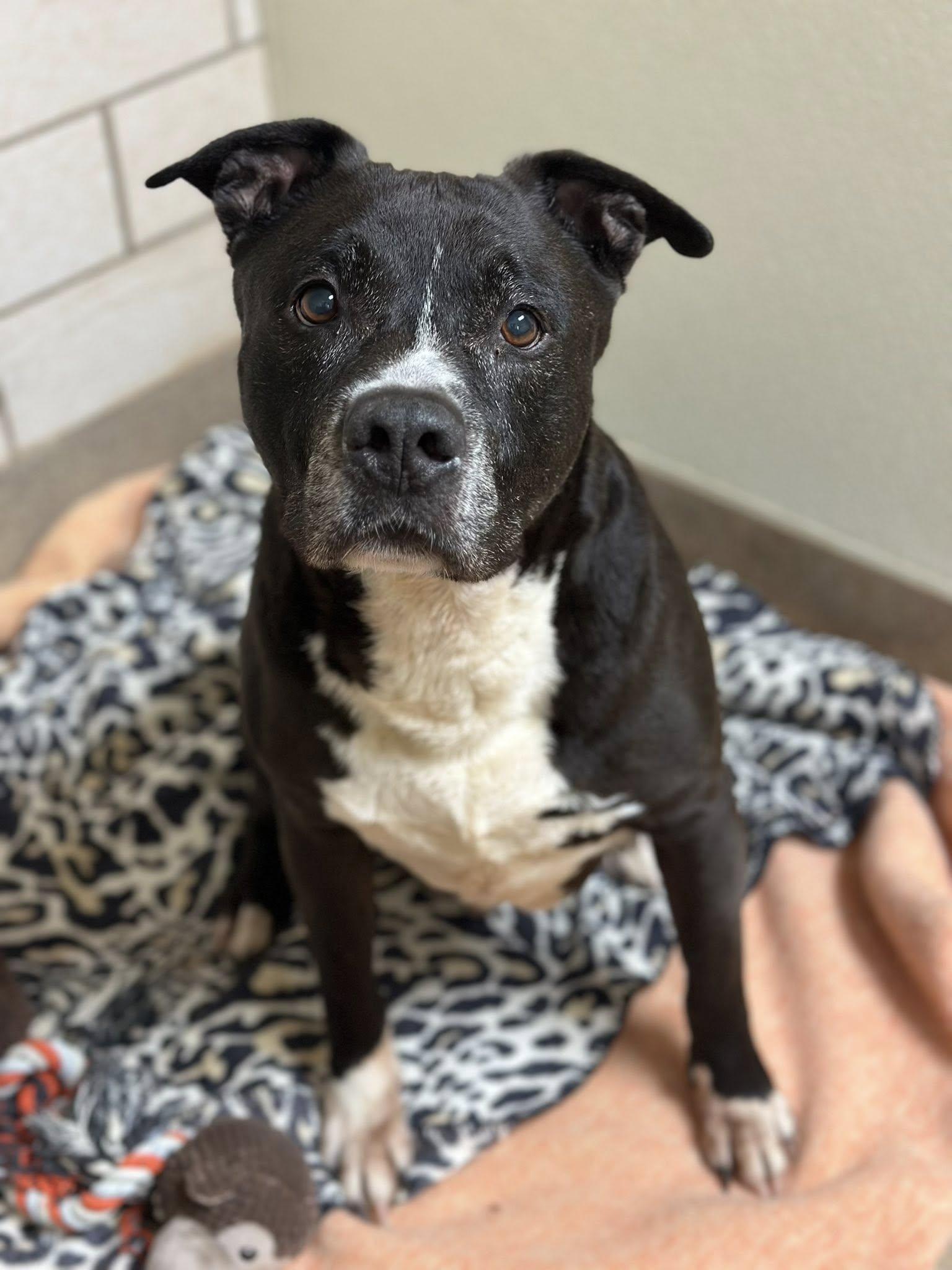 Enlarge Maximiliano, a Adoptable mixed breed in Myerstown, PA image 5/6