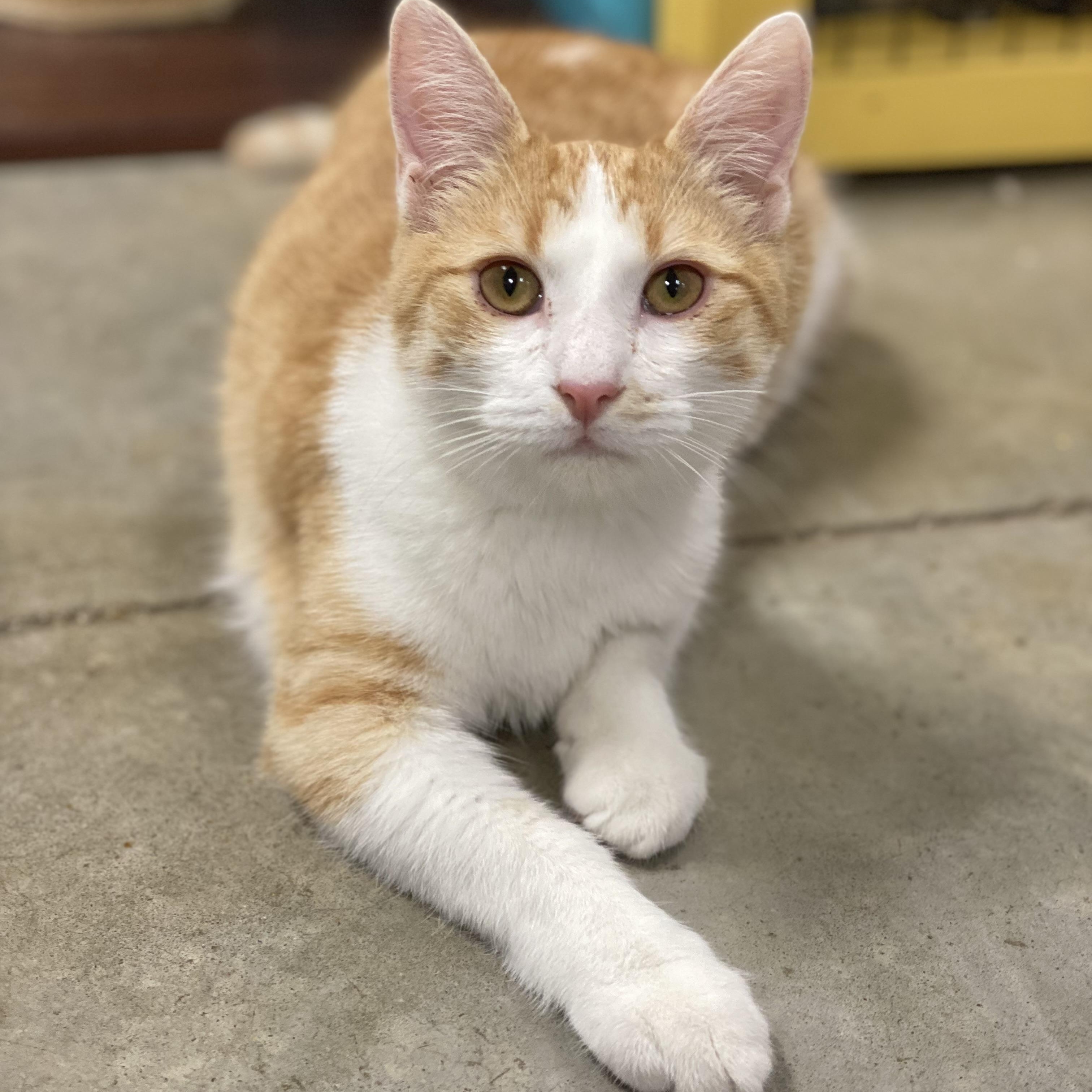 Harris, a Adoptable Domestic Short Hair in Collierville, TN image 5/5