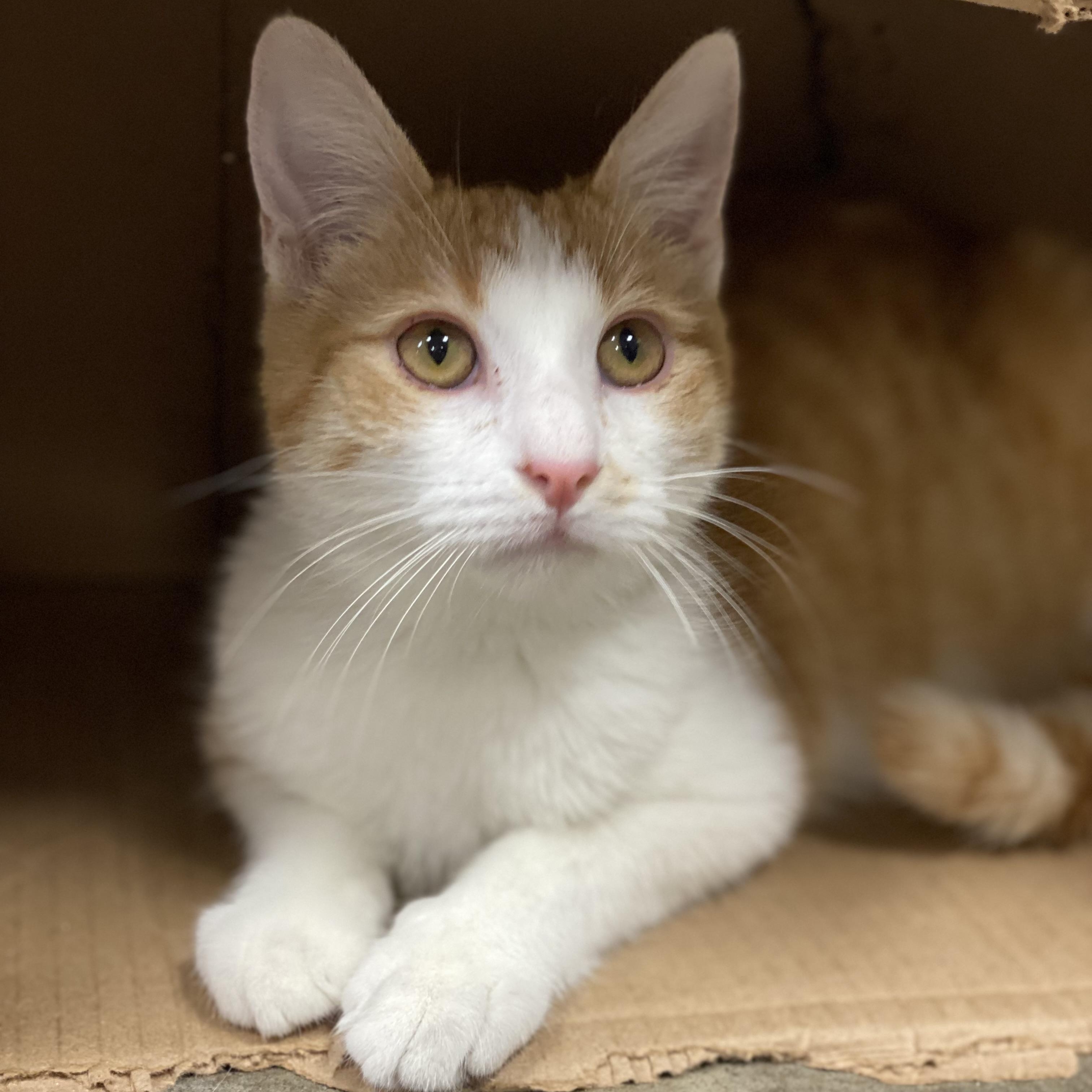 Harris, a Adoptable Domestic Short Hair in Collierville, TN image 4/5