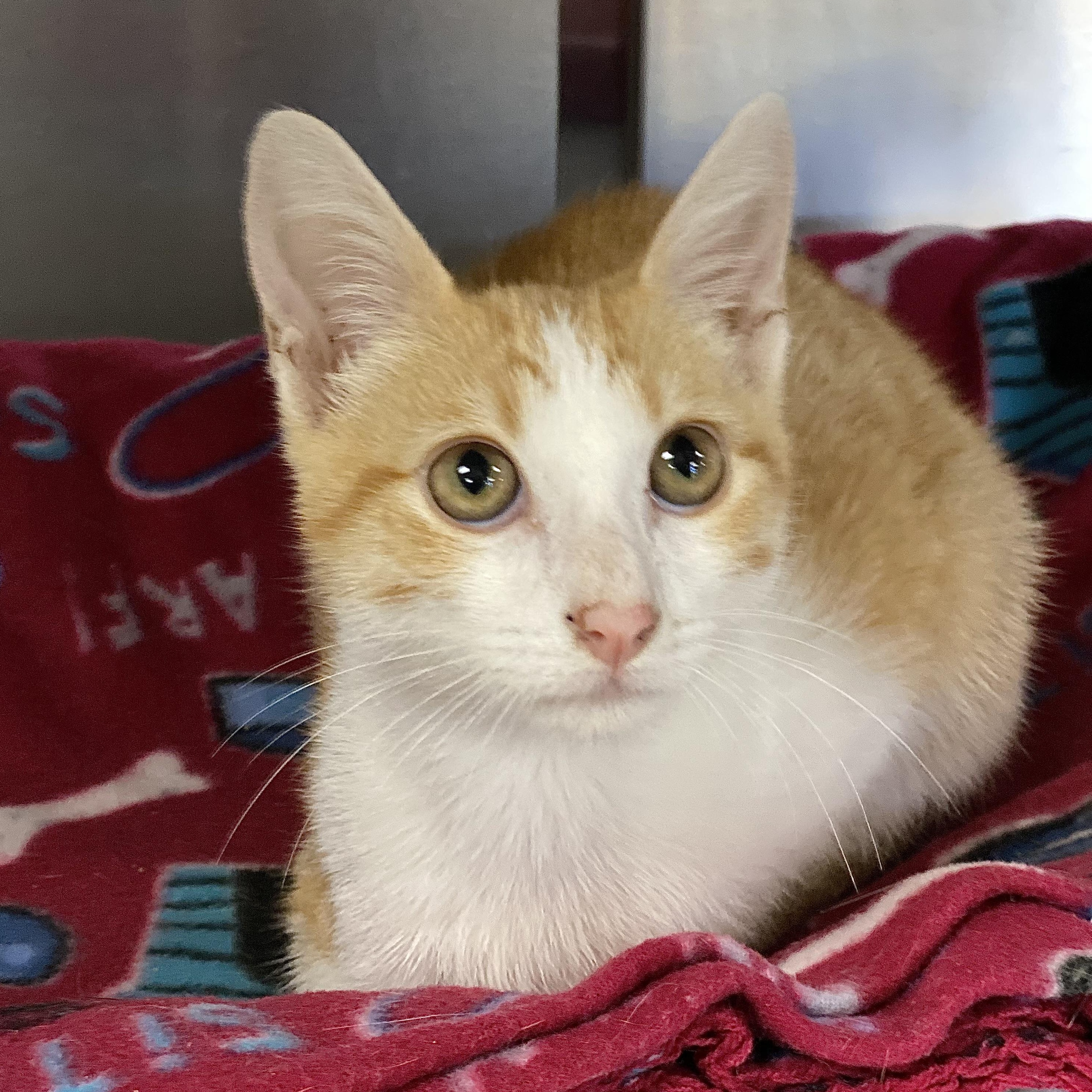 Harris, a Adoptable Domestic Short Hair in Collierville, TN image 3/5